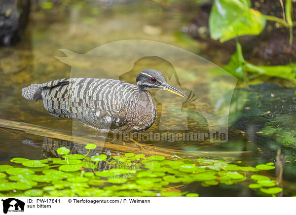 sun bittern / PW-17841