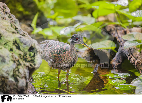 sun bittern / PW-17842
