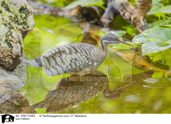 Sonnenralle / sun bittern / PW-17845