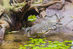 sun bittern