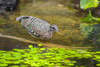 sun bittern