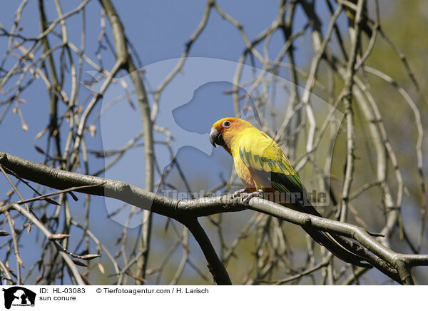 Sonnensittich / sun conure / HL-03083