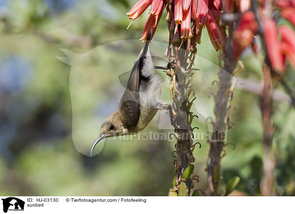 sunbird / HJ-03130