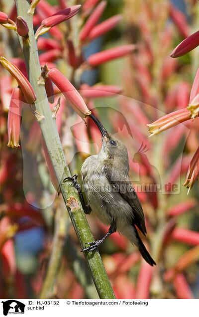 sunbird / HJ-03132