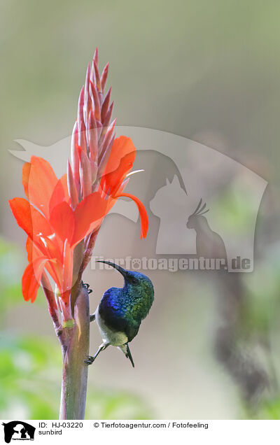 sunbird / HJ-03220
