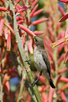 sunbird