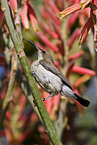 sunbird