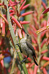 sunbird