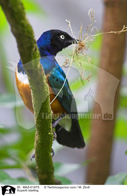 Superb starling / MAZ-01975