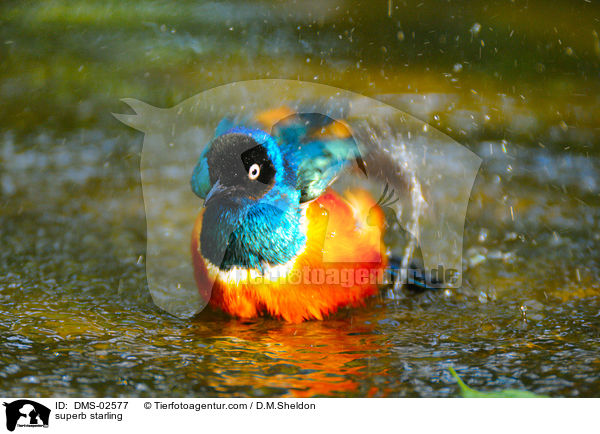 Dreifarben-Glanzstar / superb starling / DMS-02577