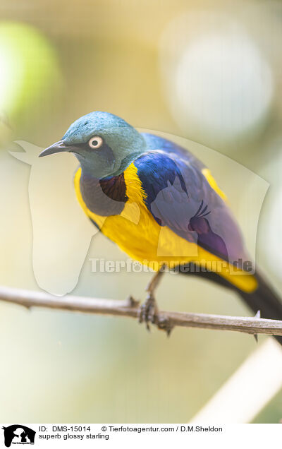 Dreifarben-Glanzstar / superb glossy starling / DMS-15014