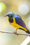 superb glossy starling
