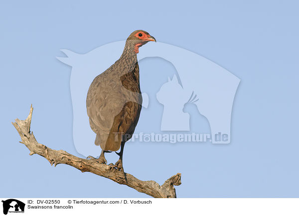 Swainsons francolin / DV-02550