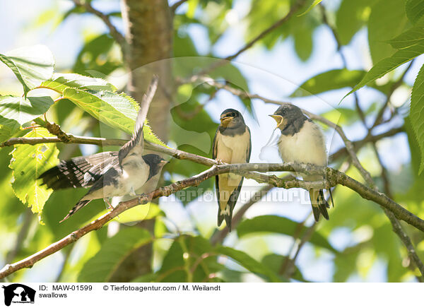 swallows / MAW-01599