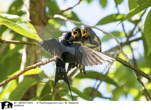 swallows / MAW-01600