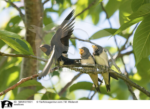 swallows / MAW-01601