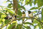 swallows