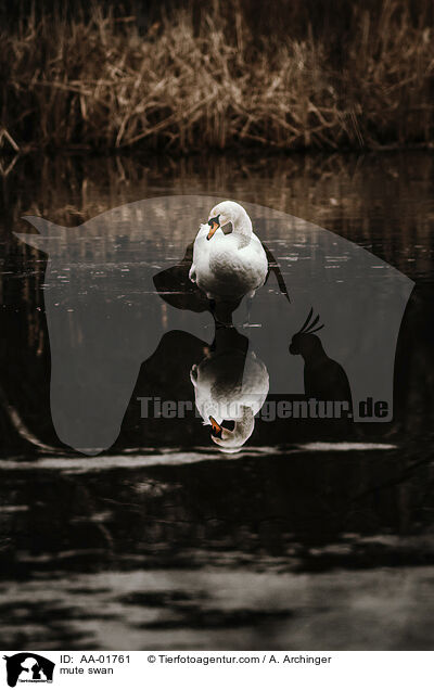 Schwan / mute swan / AA-01761