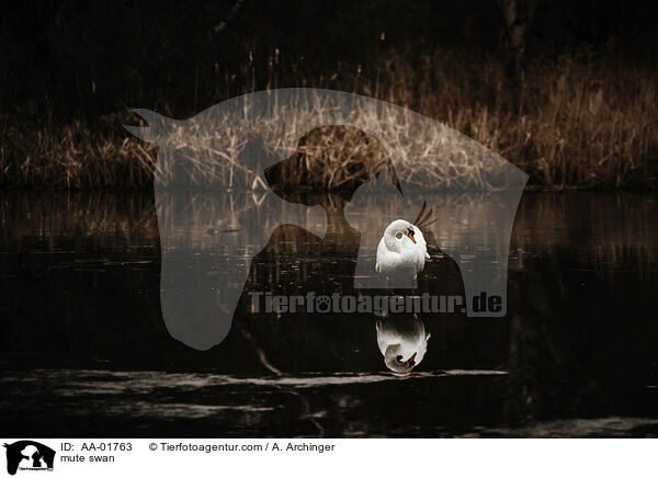 Schwan / mute swan / AA-01763