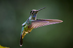 Talamanca hummingbird