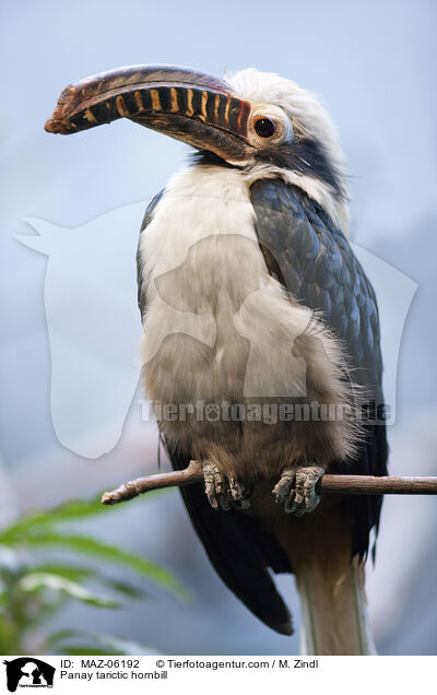 Panay tarictic hornbill / MAZ-06192