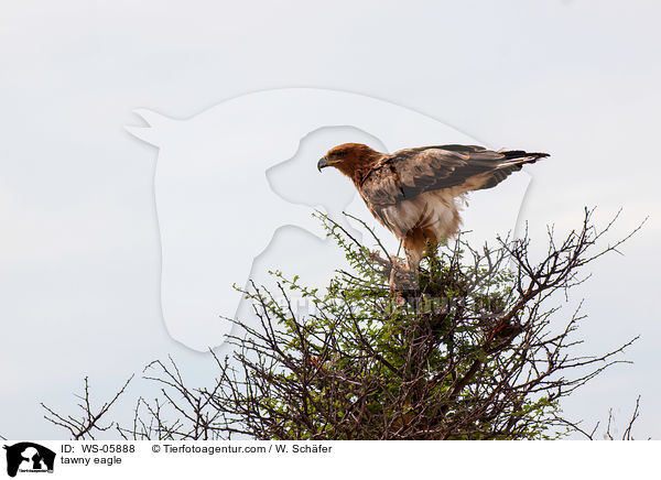 tawny eagle / WS-05888