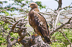 tawny eagle