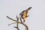 tawny eagle