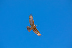 tawny eagle