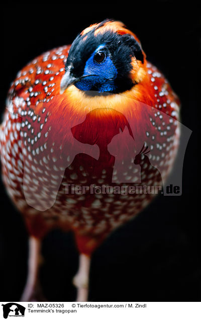 Temminck's tragopan / MAZ-05326