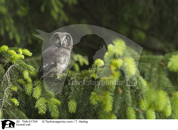 Raufukauz / boreal owl / THA-01794