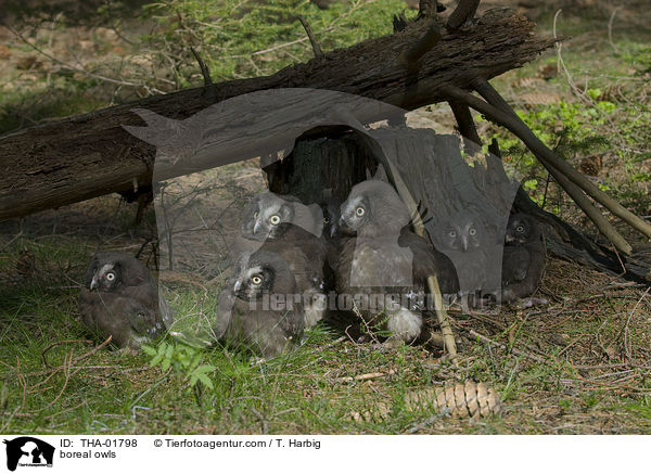 Raufukuze / boreal owls / THA-01798