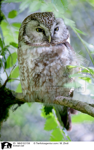 Raufukauz / boreal owl / MAZ-02158