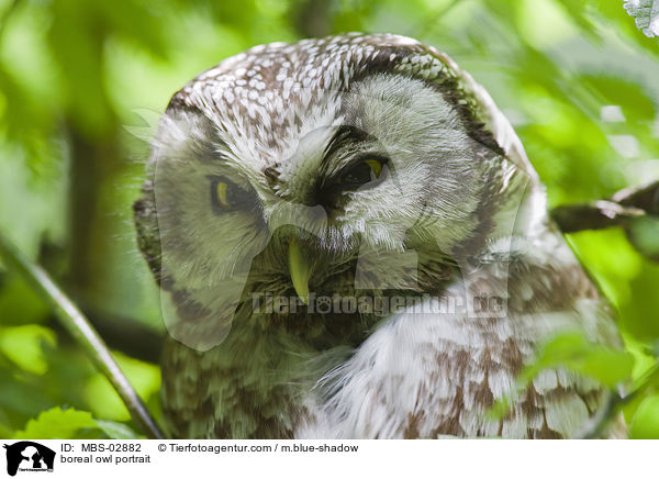 Rauhfukauz Portrait / boreal owl portrait / MBS-02882