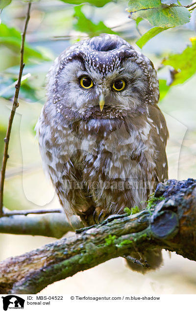Raufukauz / boreal owl / MBS-04522