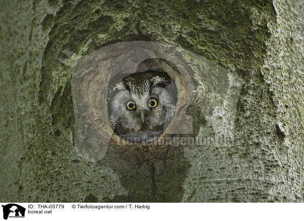 Raufukauz / boreal owl / THA-05779