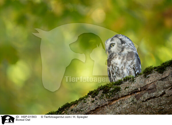 Rauhfukauz / Boreal Owl / HSP-01563