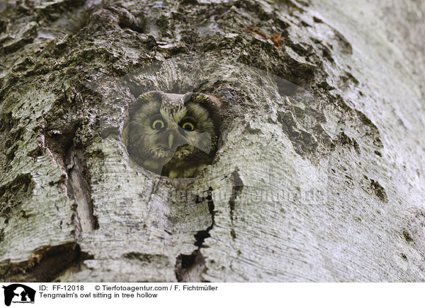 Tengmalm's owl sitting in tree hollow / FF-12018