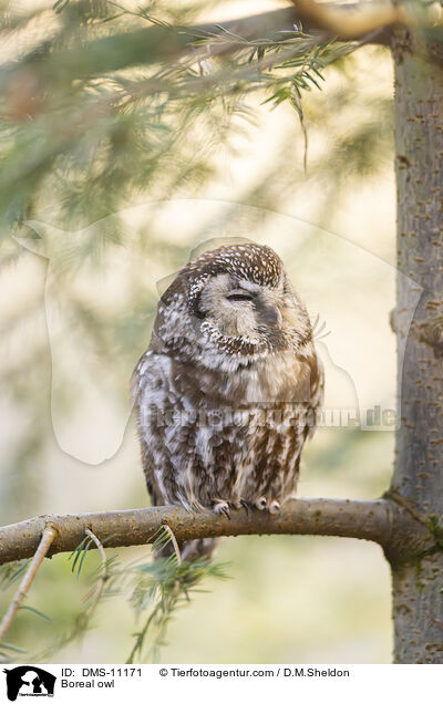 Boreal owl / DMS-11171