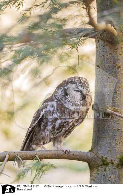 Raufußkauz / Boreal owl / DMS-11173