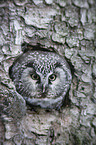 boreal owl