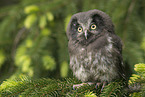 boreal owl