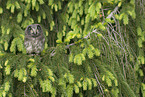 boreal owl