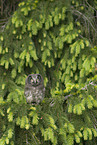 boreal owl