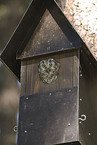 boreal owl