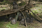 boreal owls