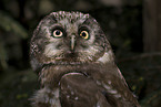 boreal owl portrait