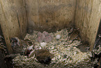 young boreal owls