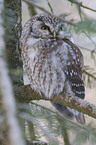 boreal owl