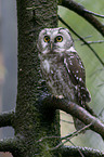boreal owl